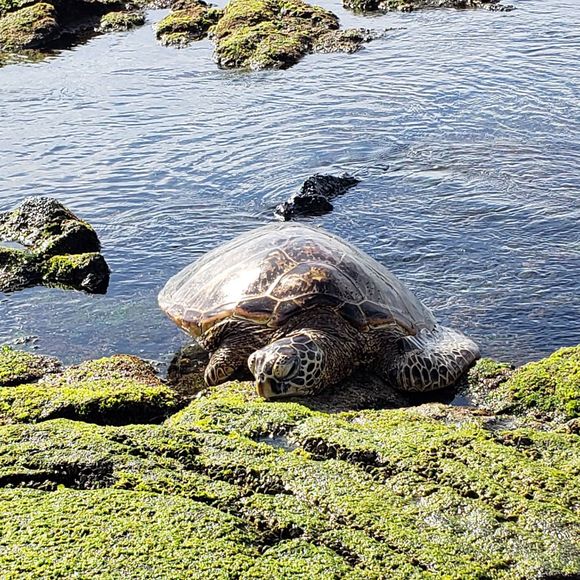 Meet your Posher, Athina - Picture 6 of 8